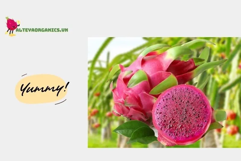 Thanh long Phan Thiết