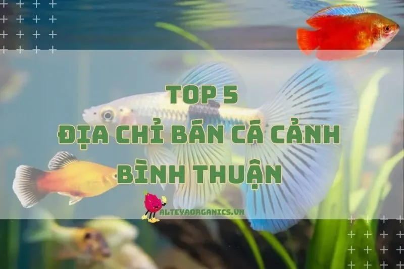 Cá Cảnh Bình Thuận: Top Địa Chỉ Đáp Ứng Đam Mê Của Bạn 2024