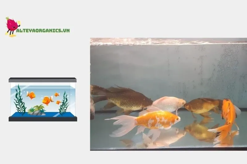 Cá cảnh BT Nguyễn