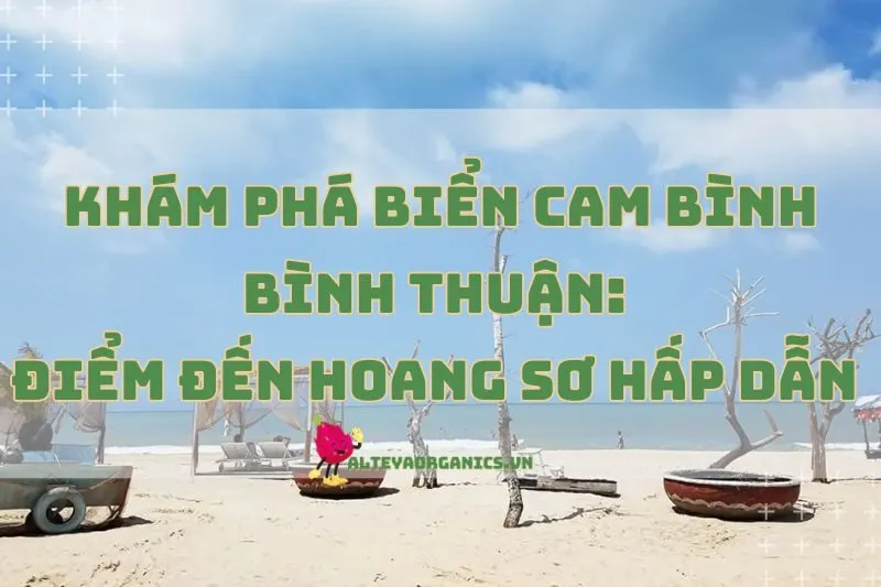 Khám Phá Biển Cam Bình Bình Thuận 2025: Điểm Đến Hoang Sơ Hấp Dẫn